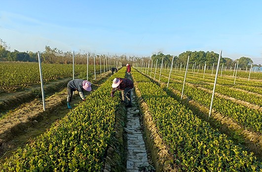 國家級保障苗圃項目